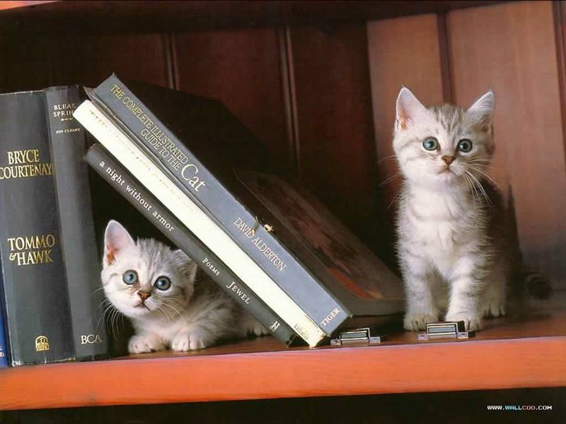 Kittens and Books!